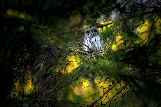 white and black owl on yellow leaves during daytime in Pikva Estonia