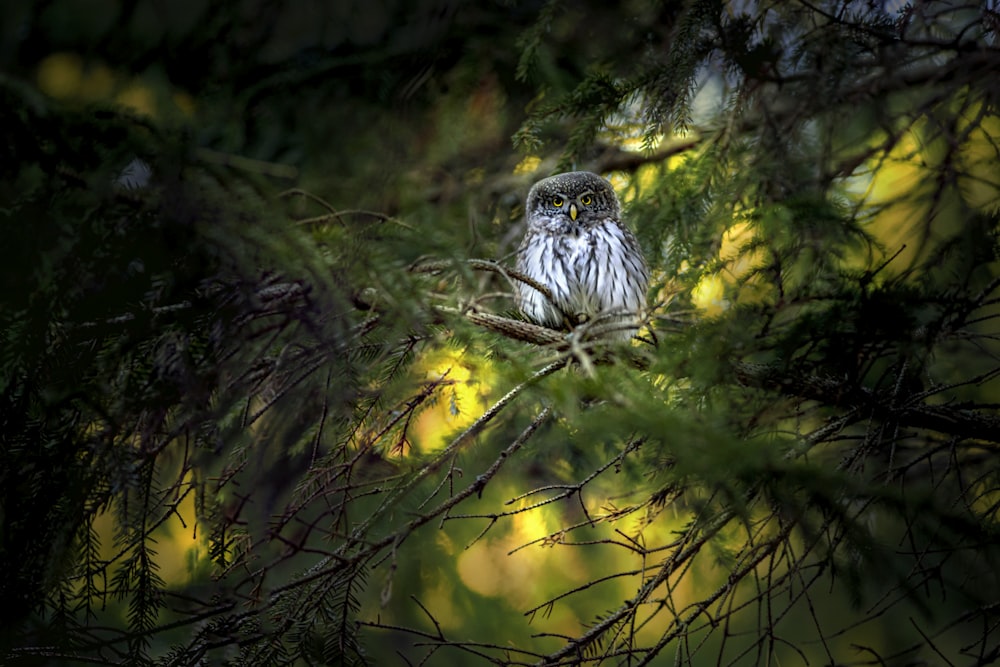 hibou blanc et noir sur des feuilles jaunes pendant la journée