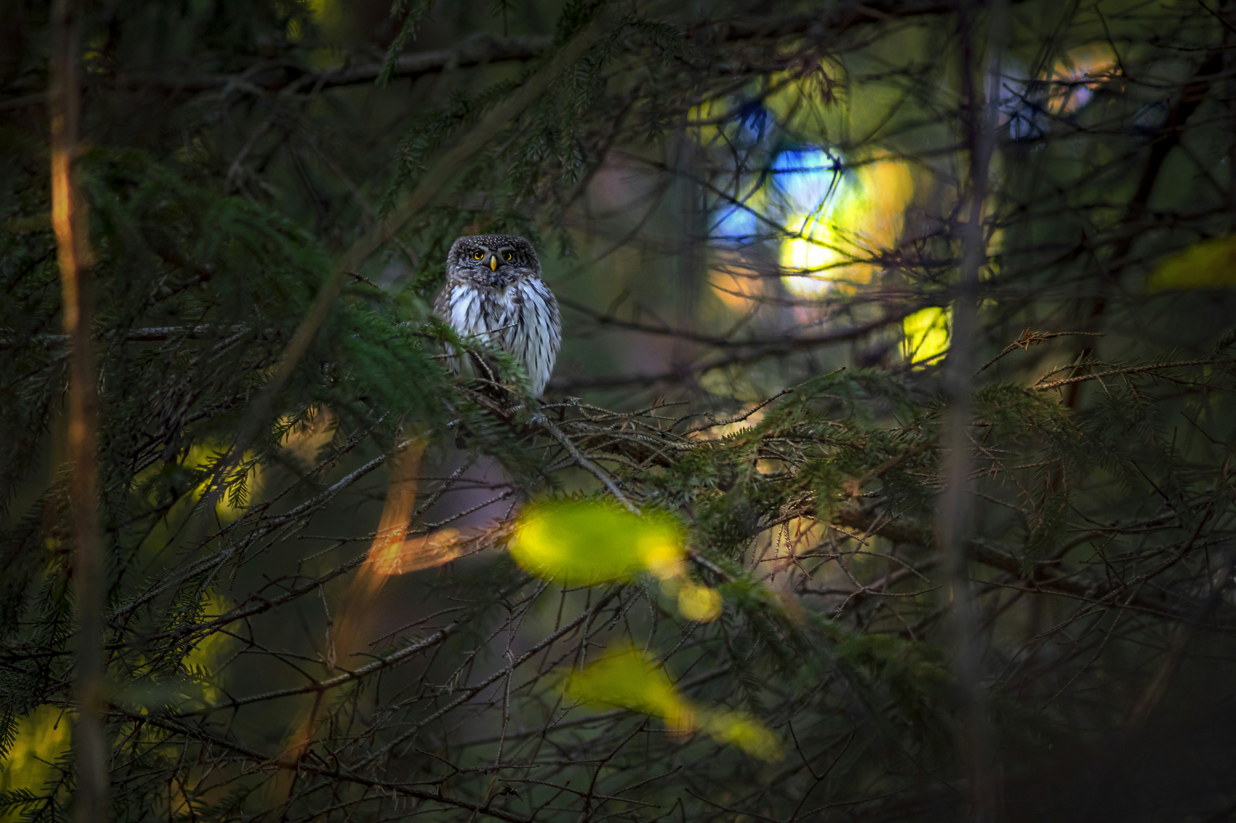 Photo by erik_karits