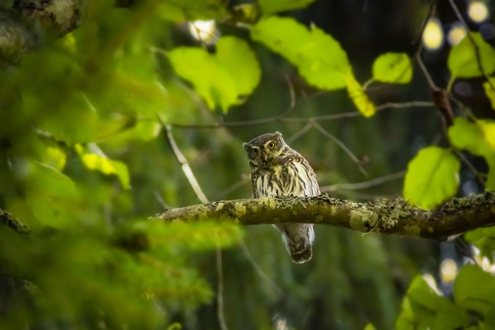 brown and white bird on tree branch during daytime