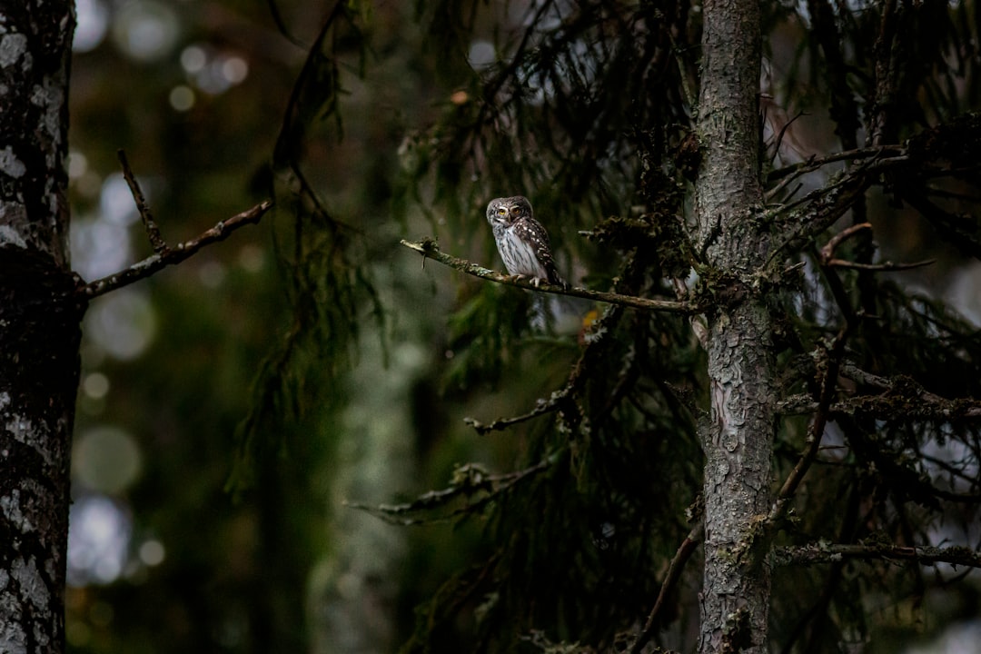 brown and white bird on tree branch during daytime