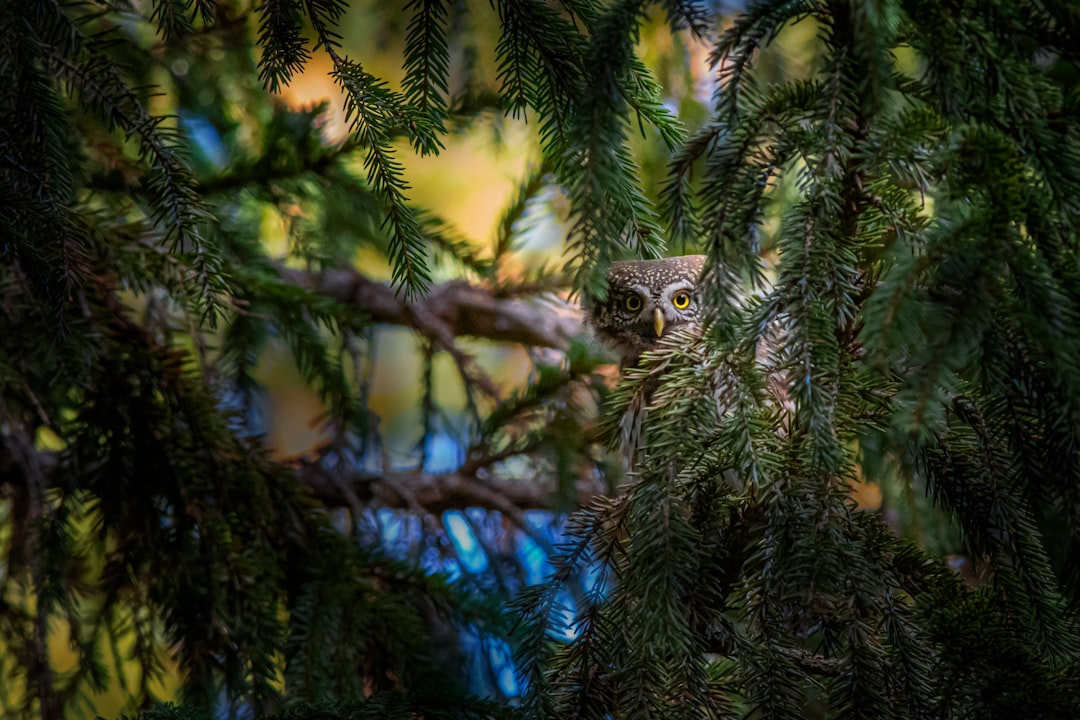 owl on tree branch during daytime