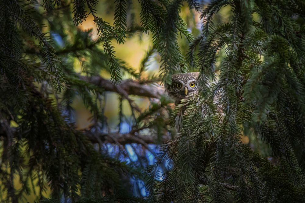 owl on tree branch during daytime