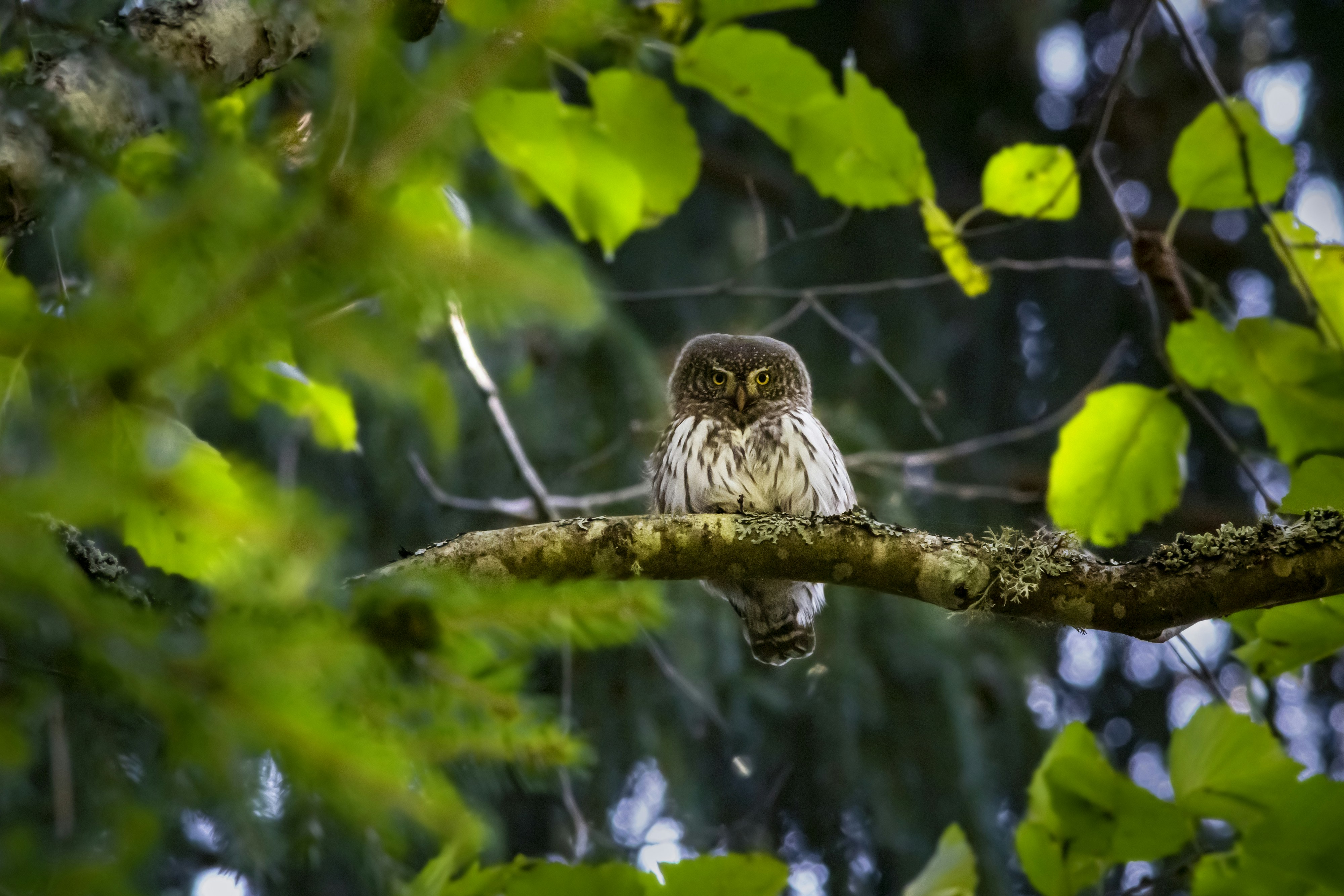 Photo by erik_karits