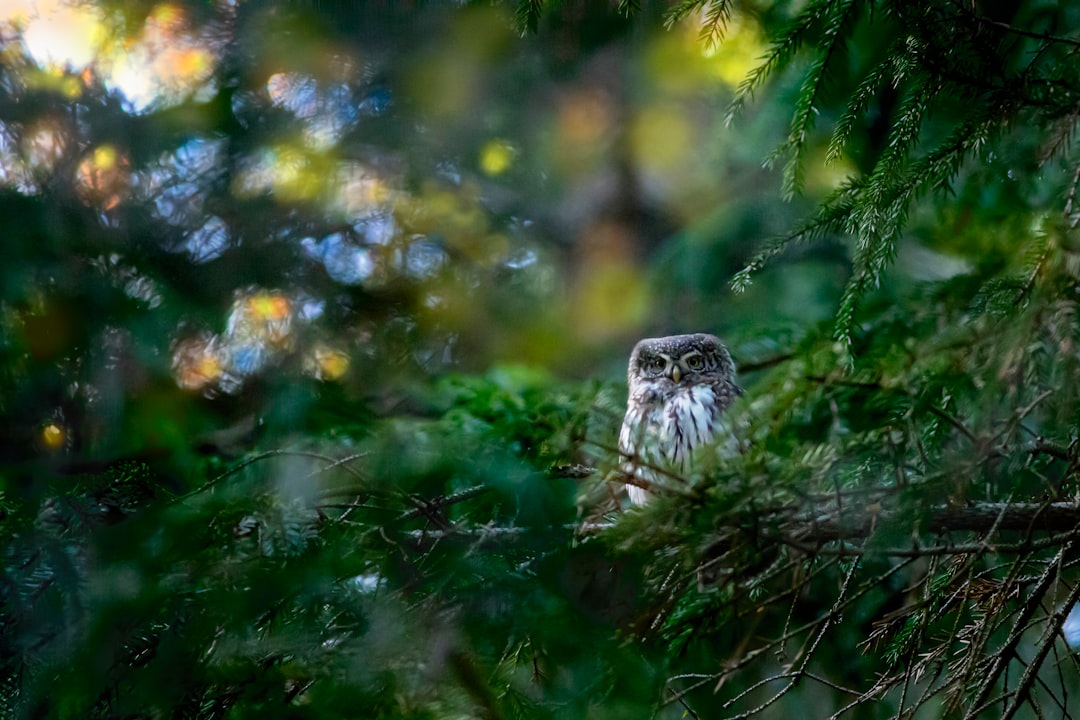 white and black owl on tree branch during daytime