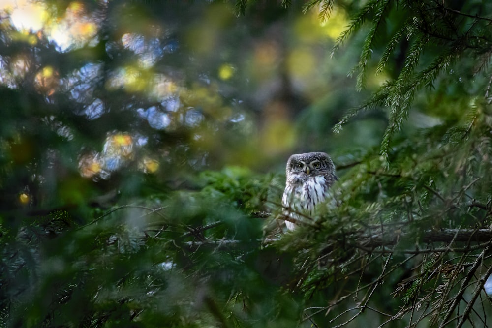 white and black owl on tree branch during daytime