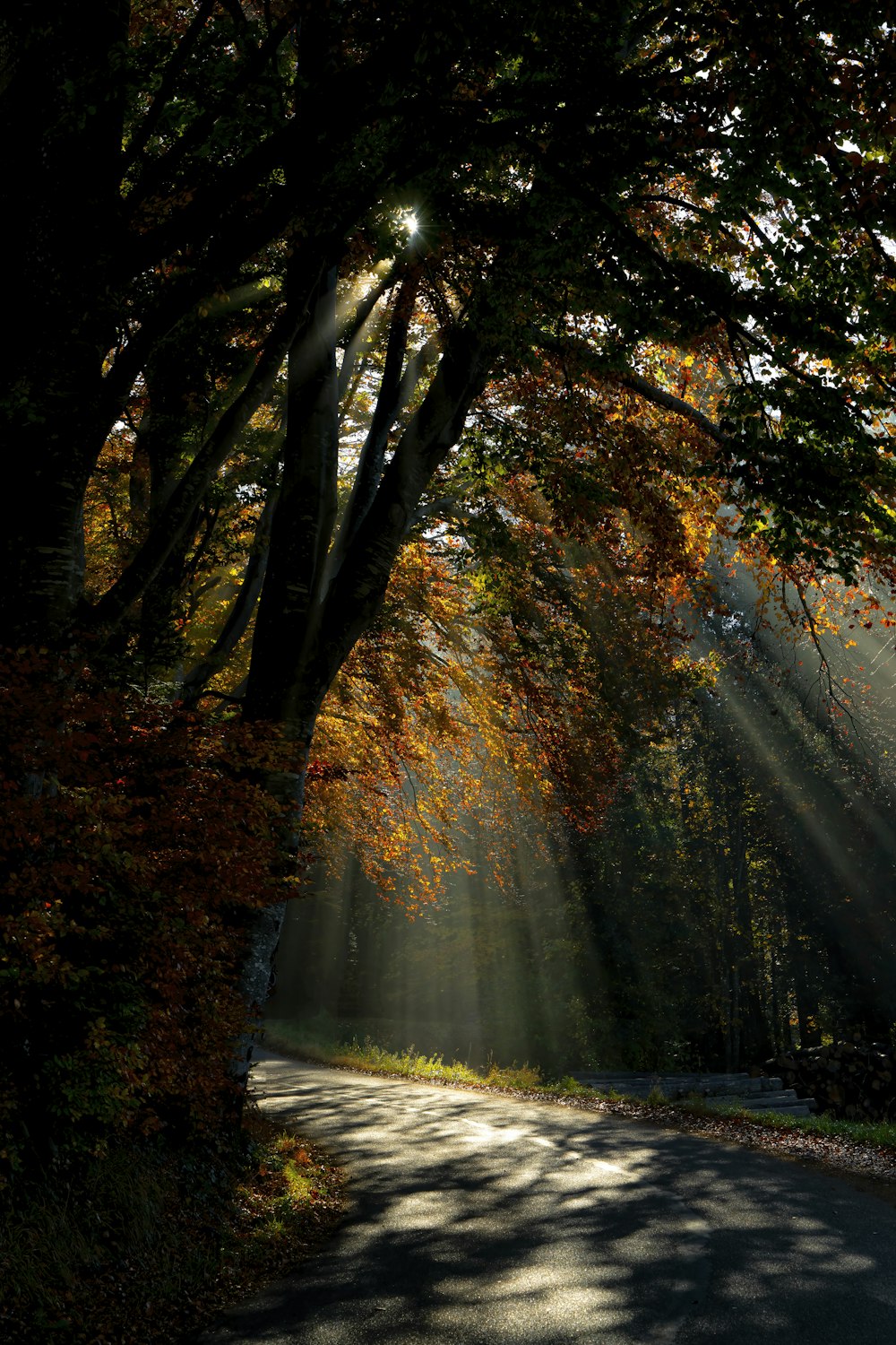 alberi verdi lungo la strada durante il giorno