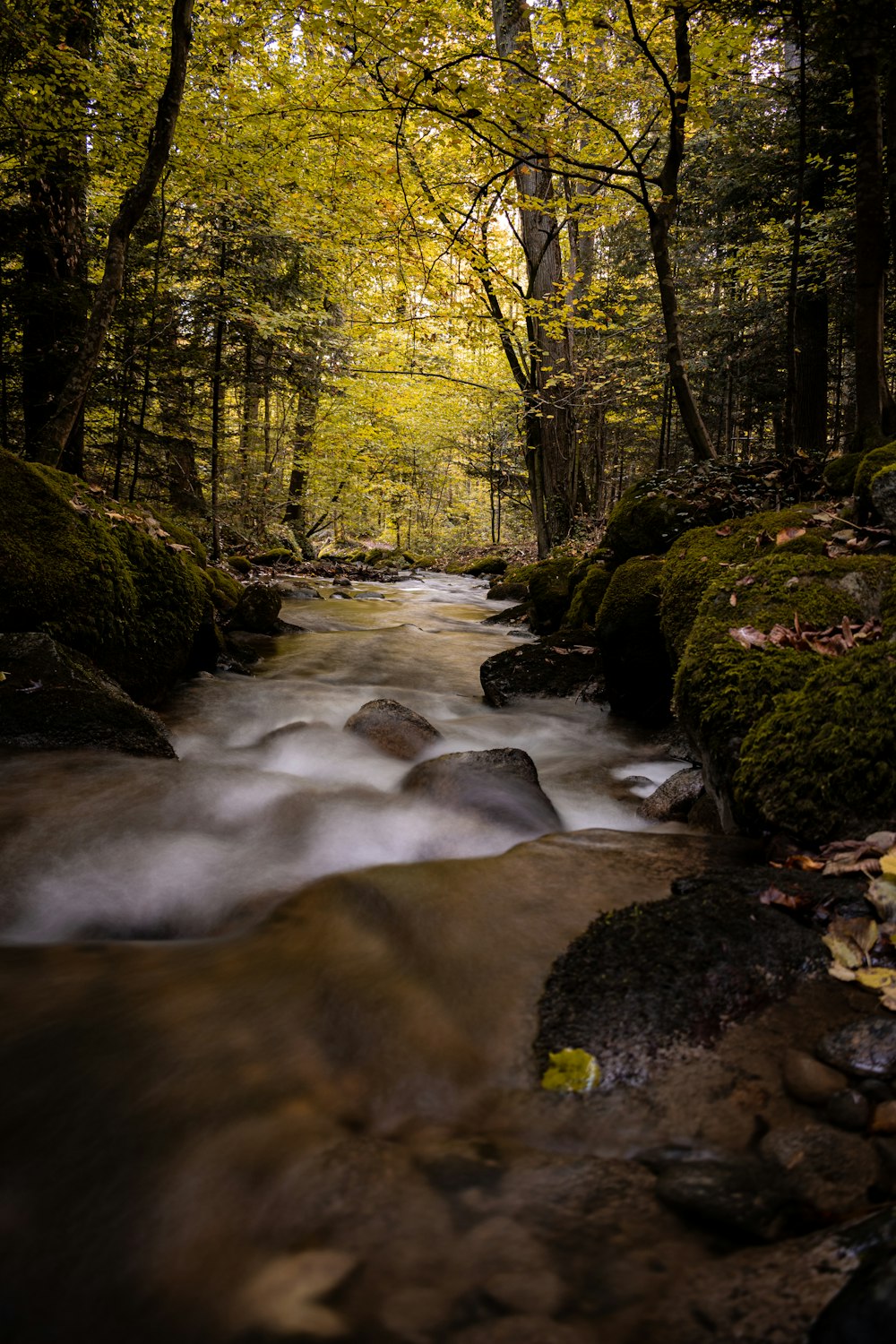 river in the middle of forest during daytime