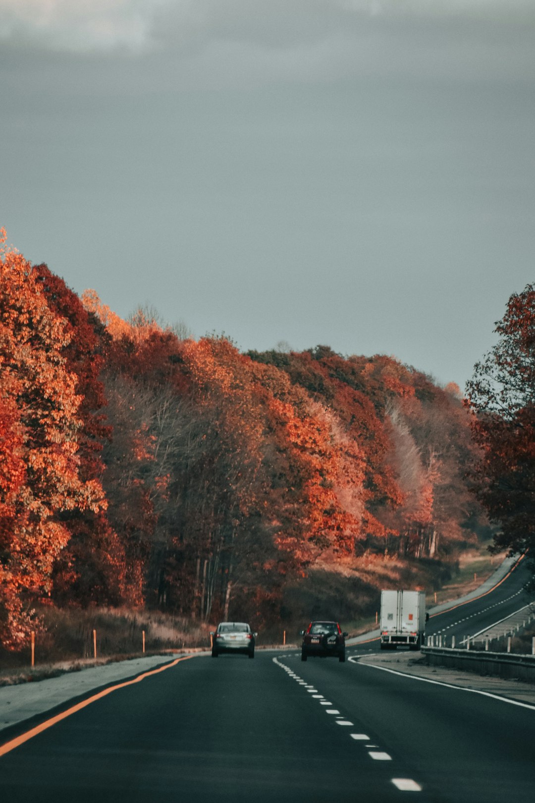 cars on road between trees during daytime