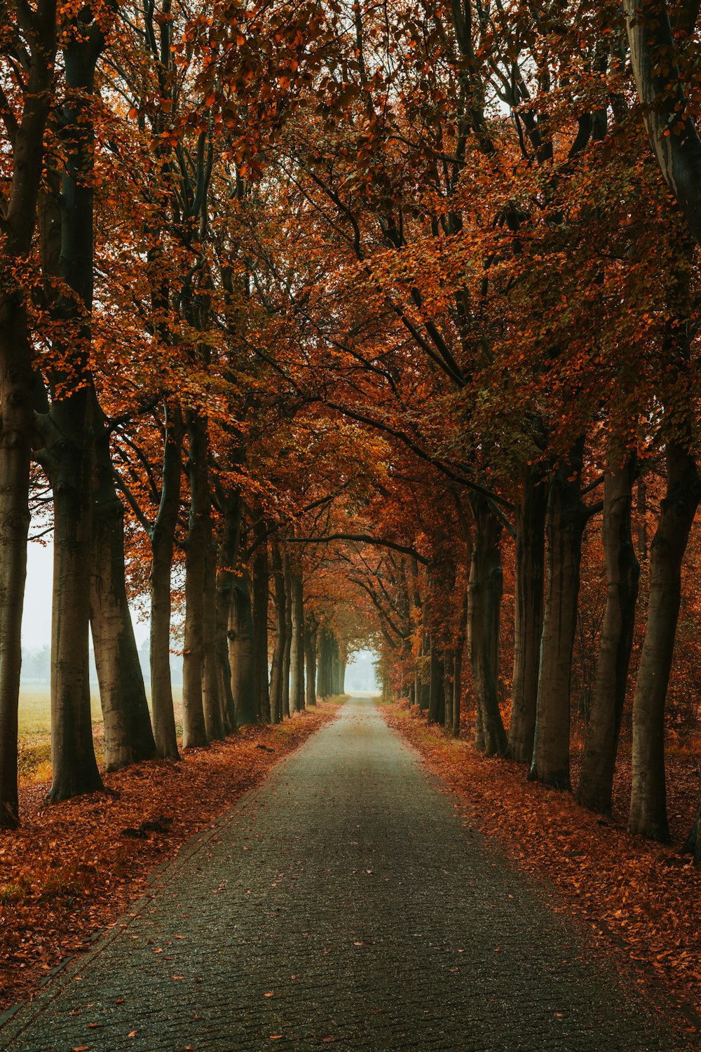 pathway between trees during daytime