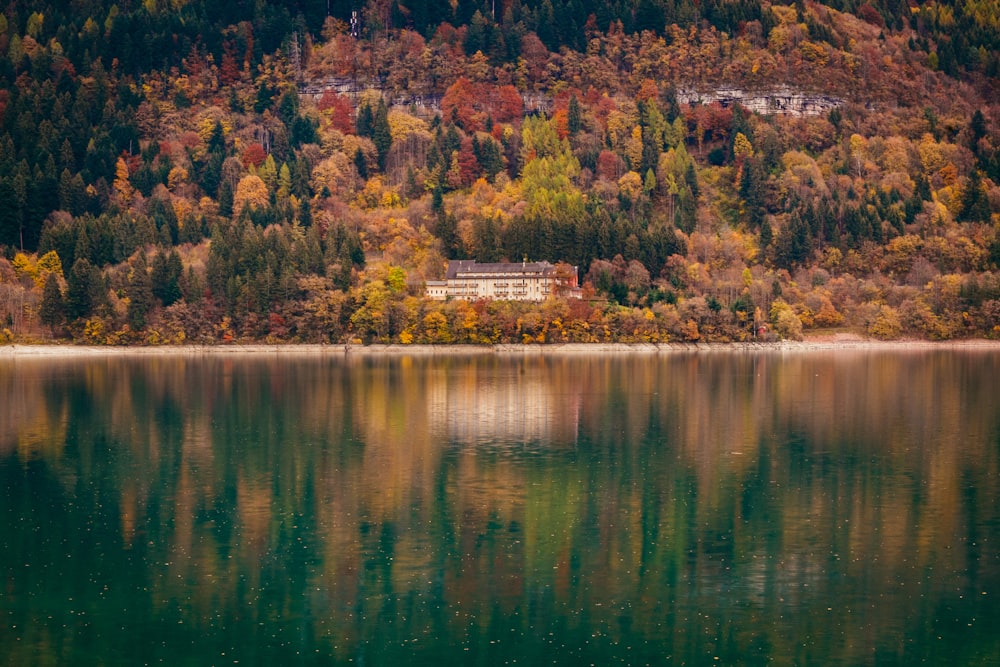 brown and green trees beside body of water during daytime