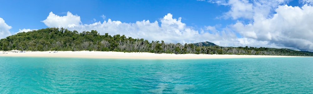 green trees on white sand beach during daytime