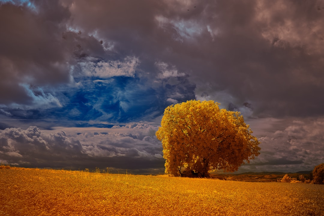 brown tree on brown field under blue and white cloudy sky during daytime