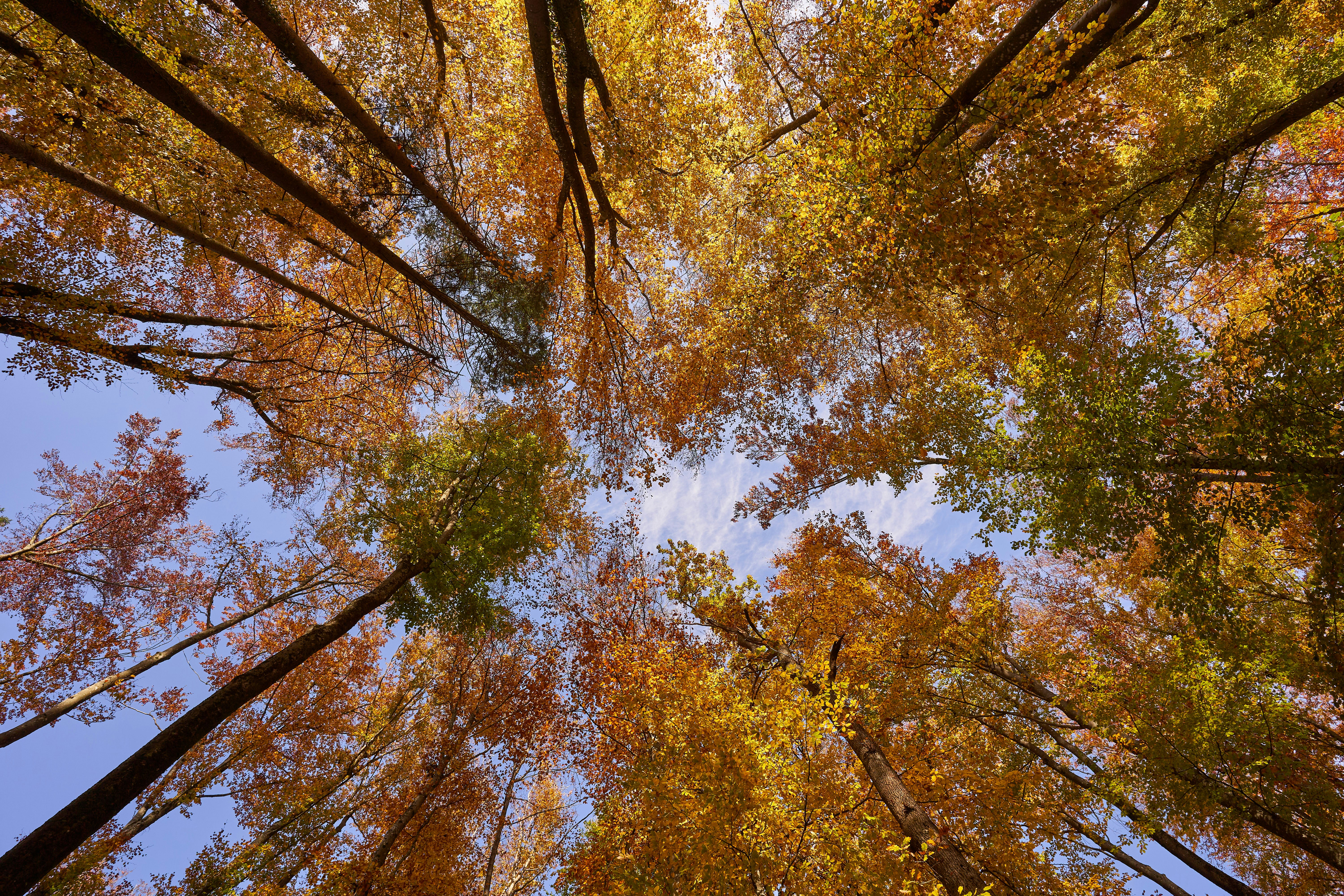 Photo by wolfgang_hasselmann