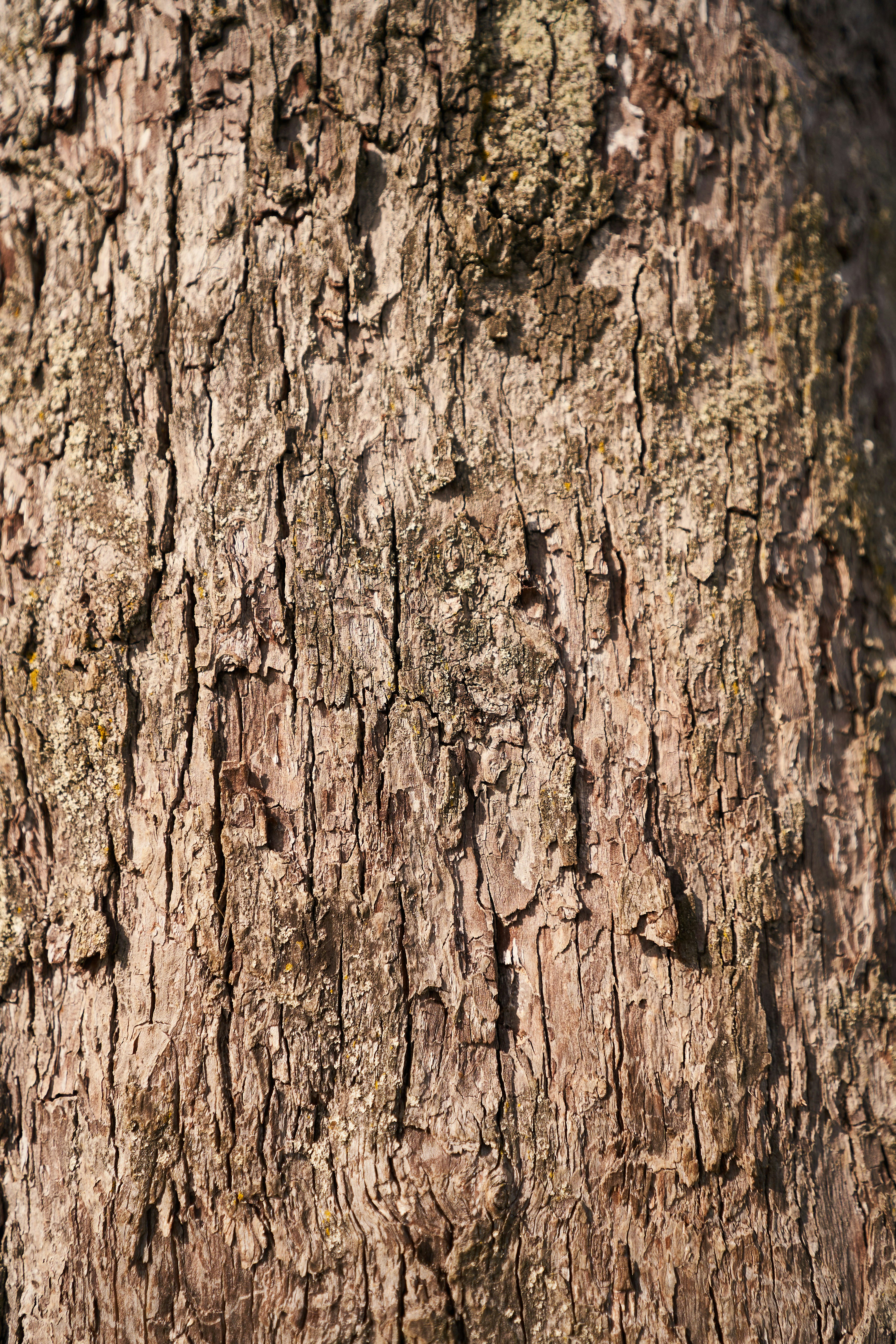brown tree trunk in close up photography photo – Free Image on Unsplash