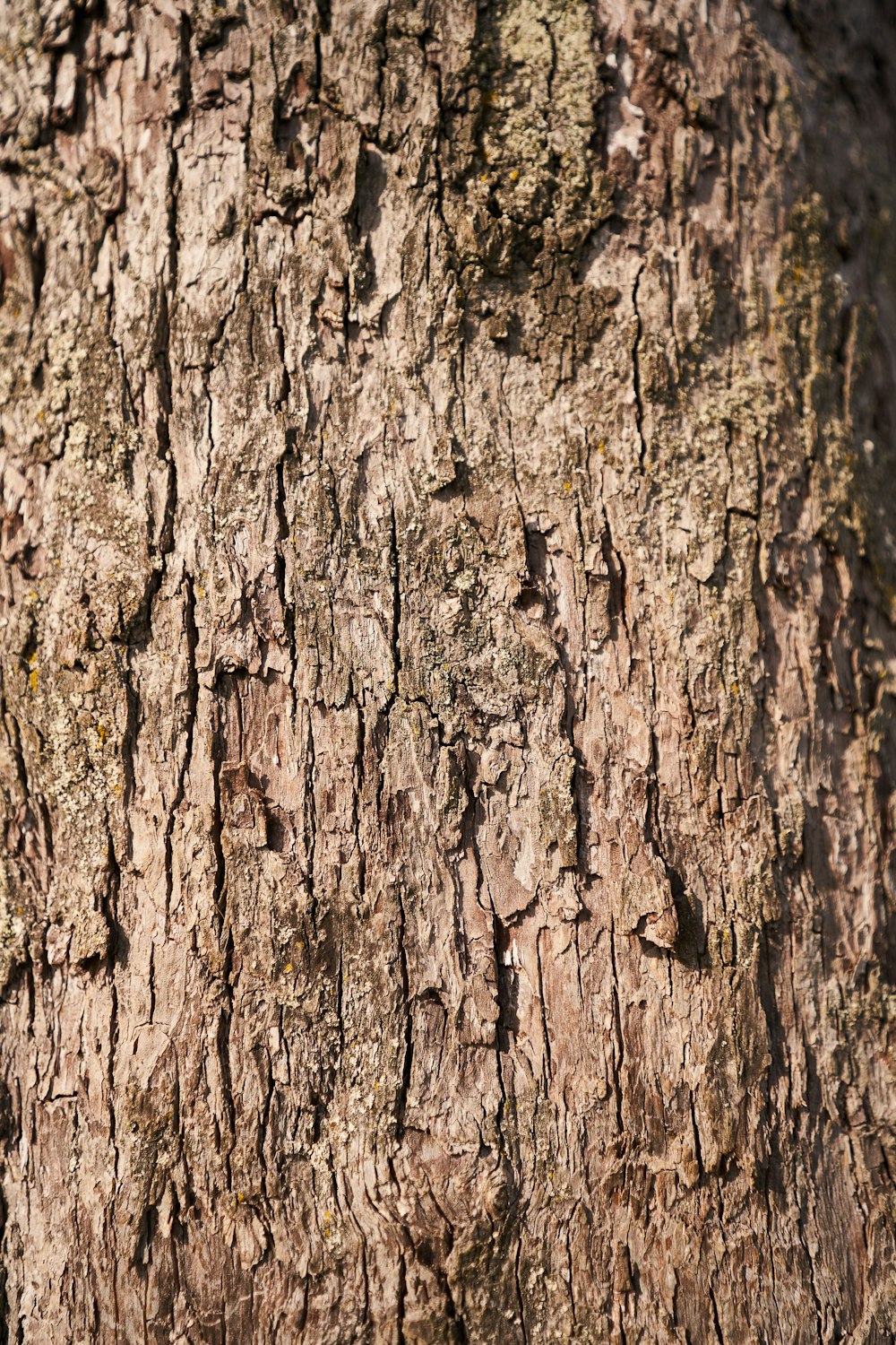 brown tree trunk in close up photography