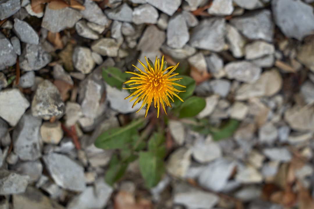 yellow dandelion on gray rocks