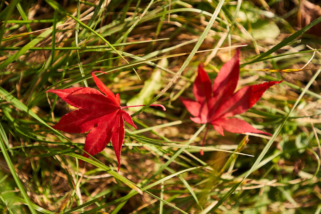 red leaf on green grass during daytime