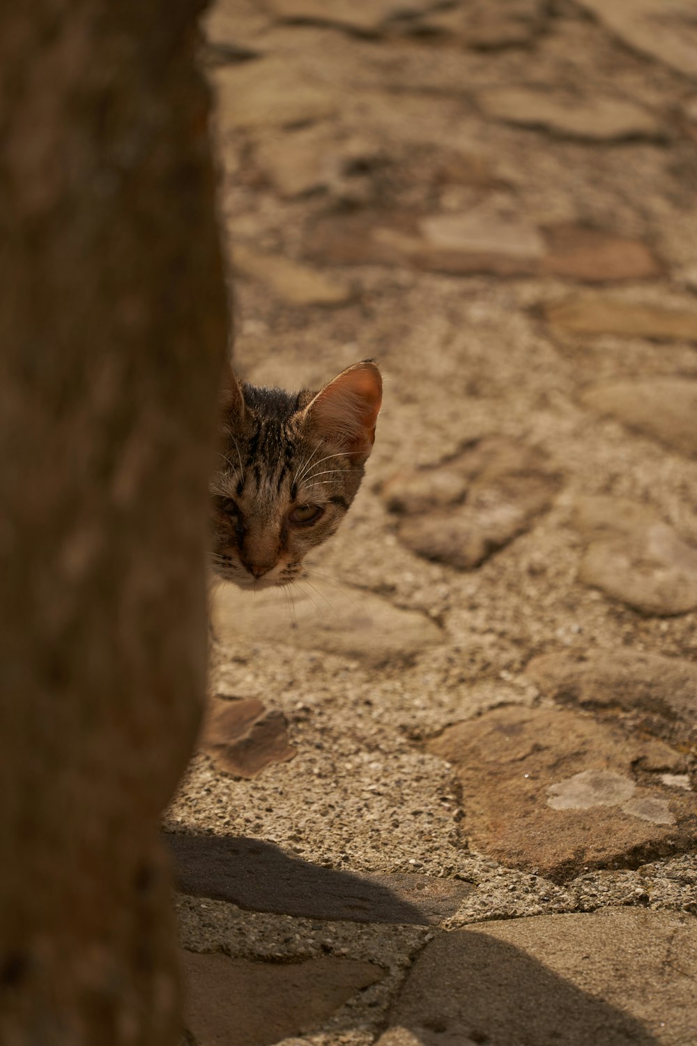 brown tabby cat on brown sand