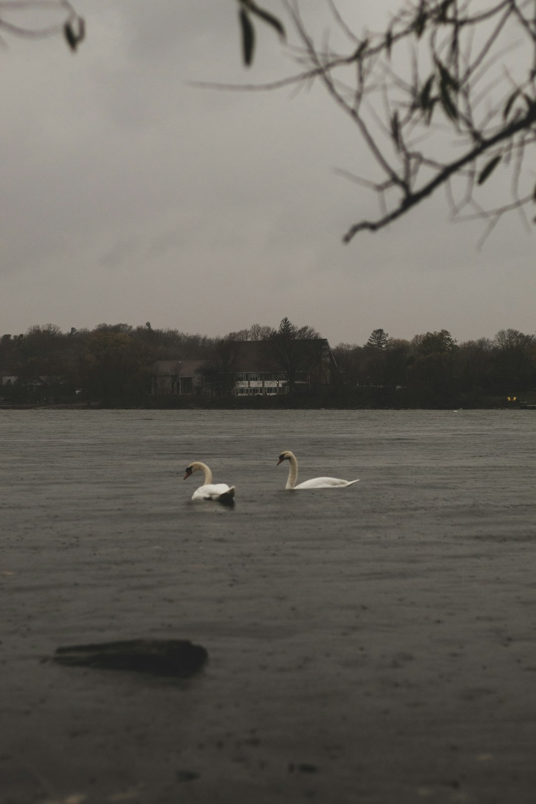 white swan on water during daytime