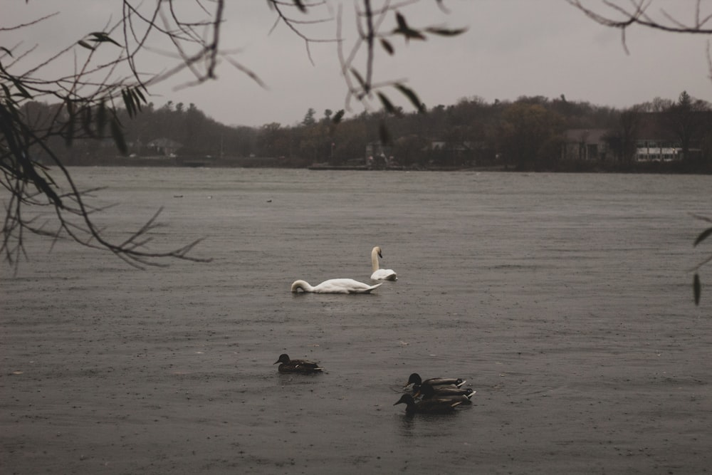 white swan on water during daytime