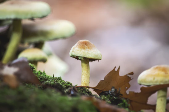 Close-up of fresh lion's mane mushrooms growing in a sustainable farm setting in Aguascalientes, Mexico.
