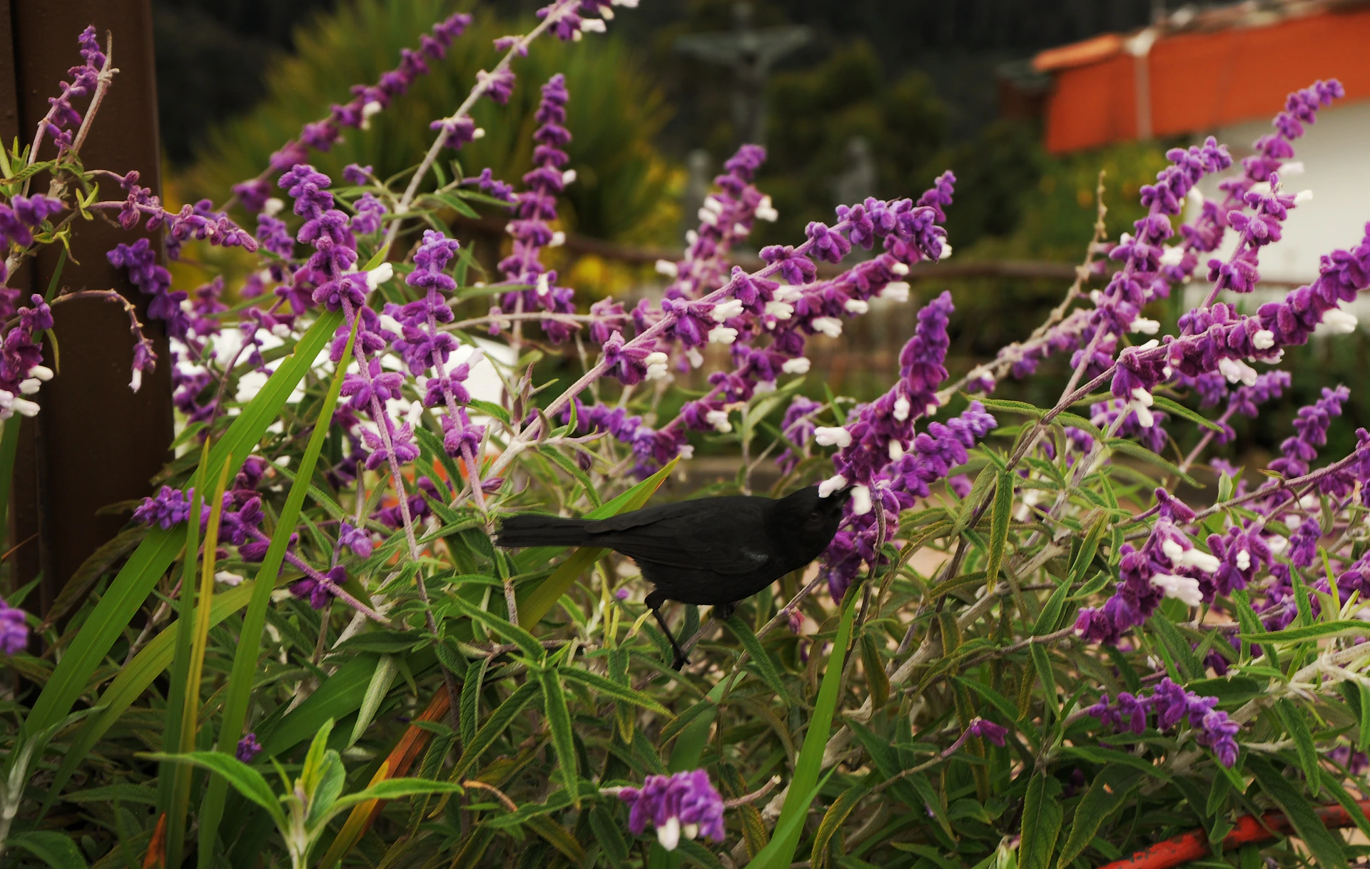 black bird on purple flower