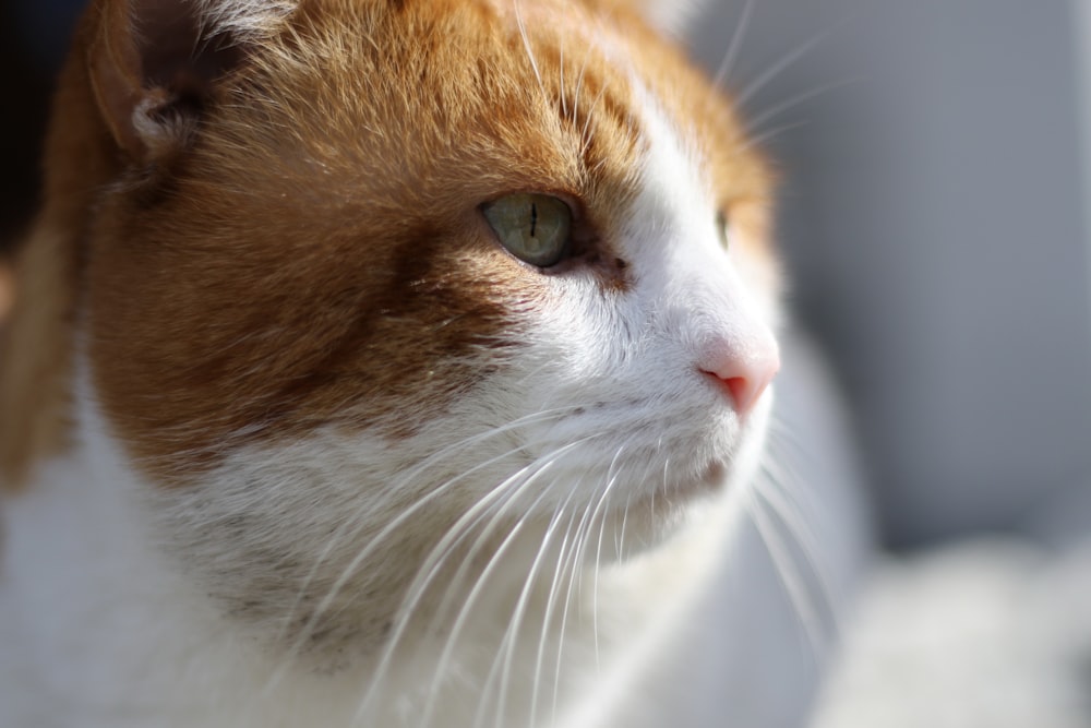 chat tigré orange et blanc