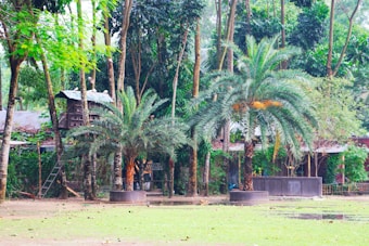 Tall trees and lush greenery surround a rustic setting, featuring two large palm trees in the foreground. Visible are elevated wooden structures, possibly treehouses, partially concealed by the foliage. A ladder leans against one of the trees, and a peaceful, natural atmosphere pervades the scene.