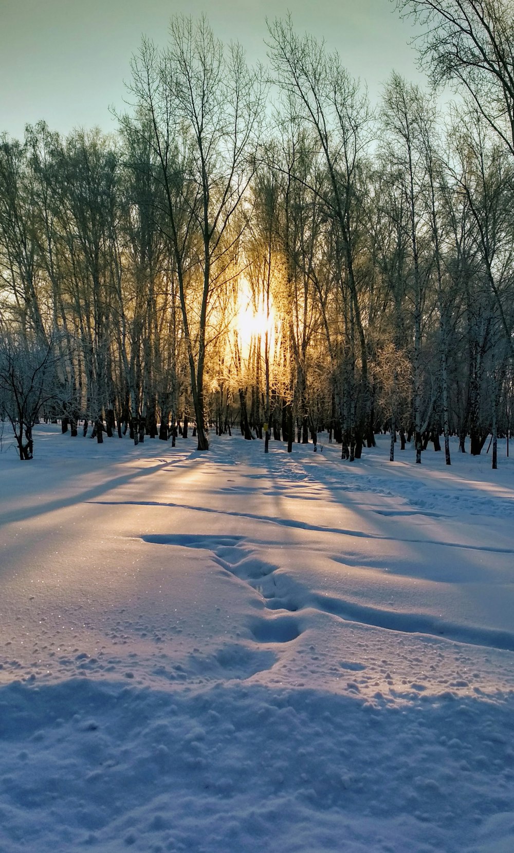 campo coberto de neve com árvores durante o dia