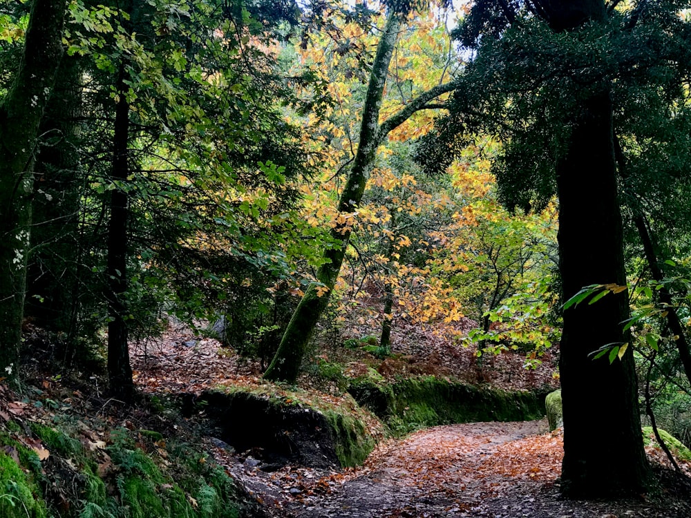 green trees on forest during daytime