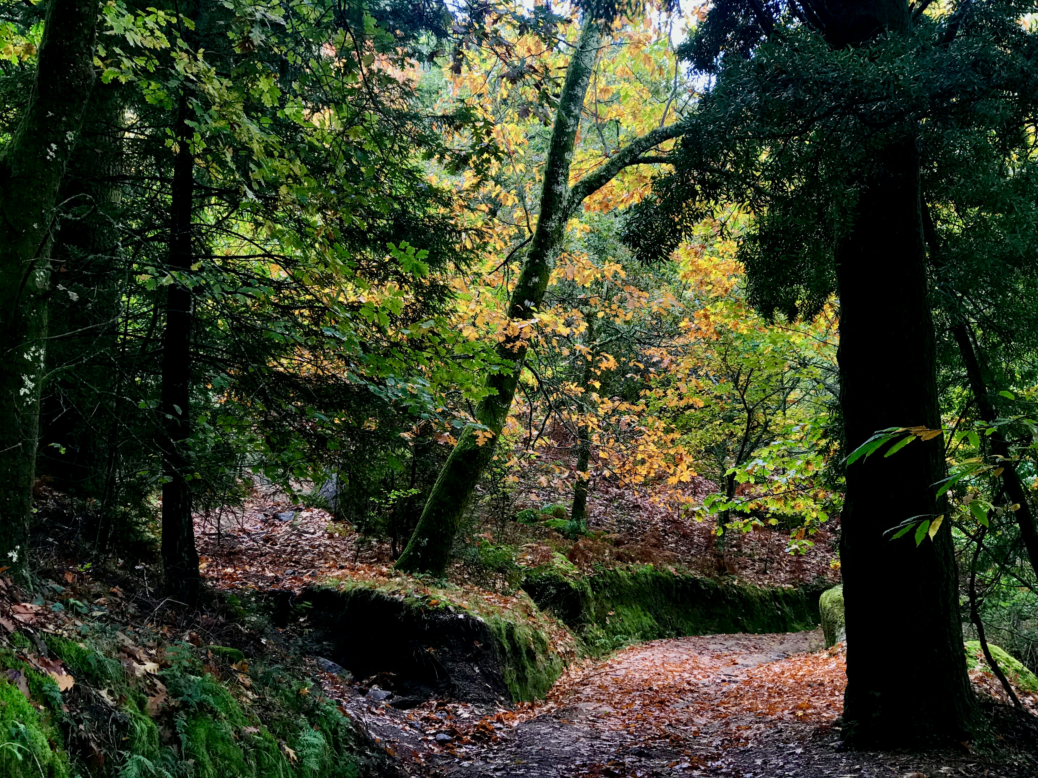 green trees on forest during daytime