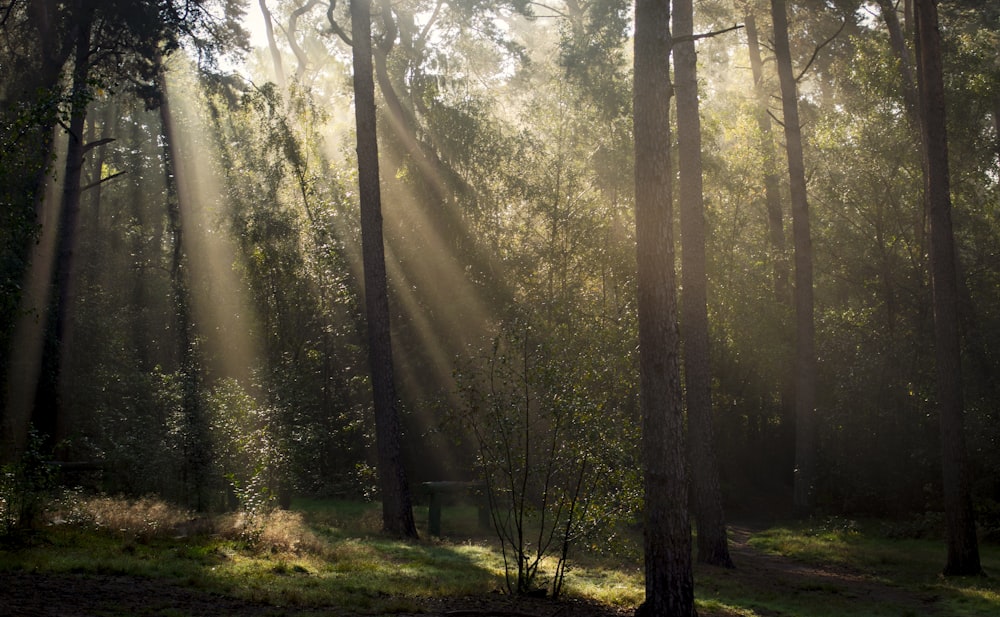 alberi verdi su campo di erba verde durante il giorno