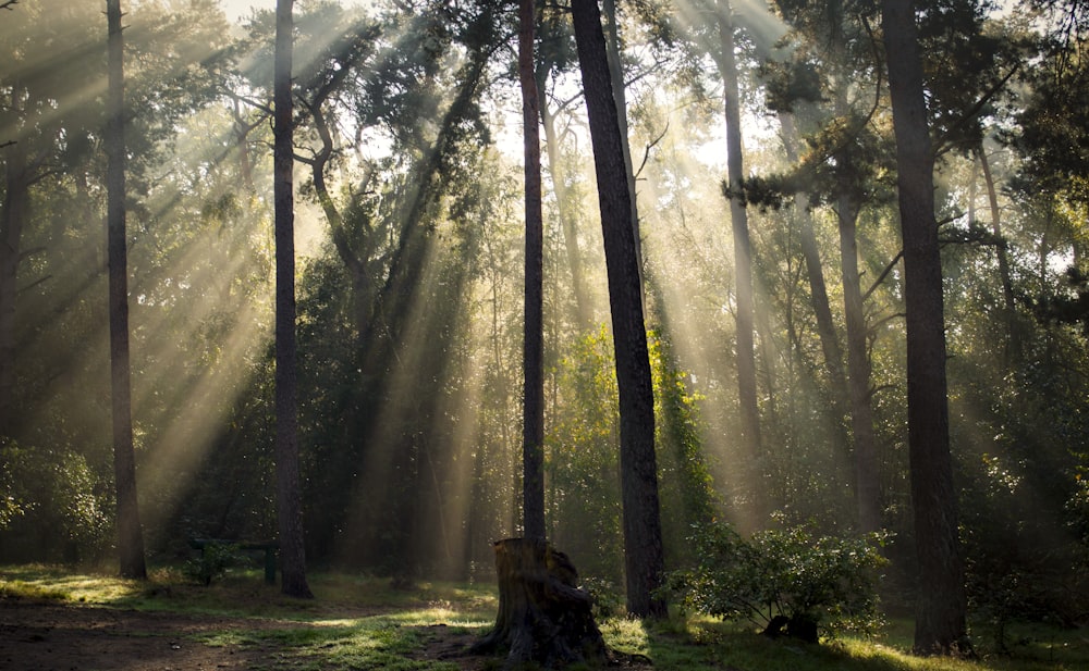 alberi verdi su campo di erba verde durante il giorno