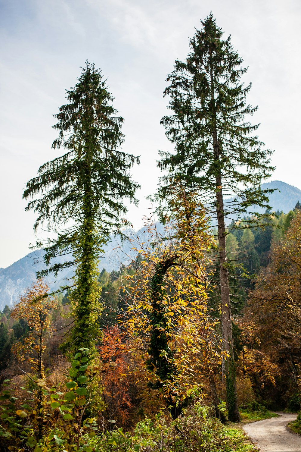 green trees near mountain during daytime