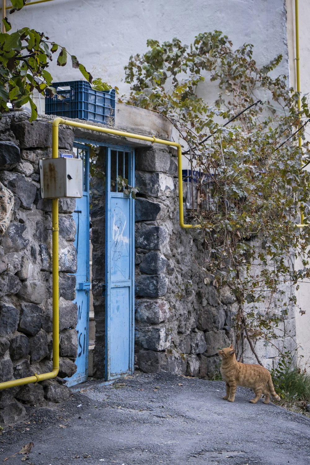 blue metal ladder leaning on wall