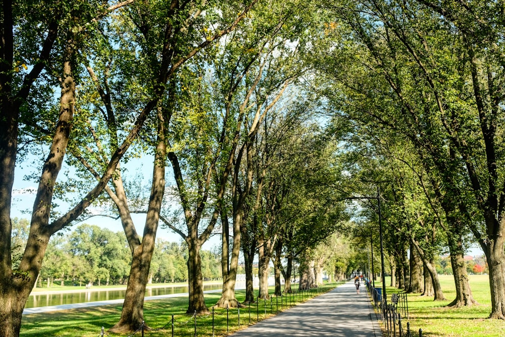 Menschen, die tagsüber auf einem Weg zwischen grünen Bäumen spazieren gehen