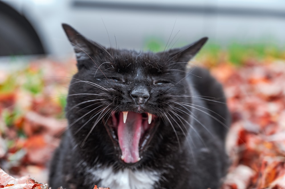 gatto in bianco e nero che mostra la lingua