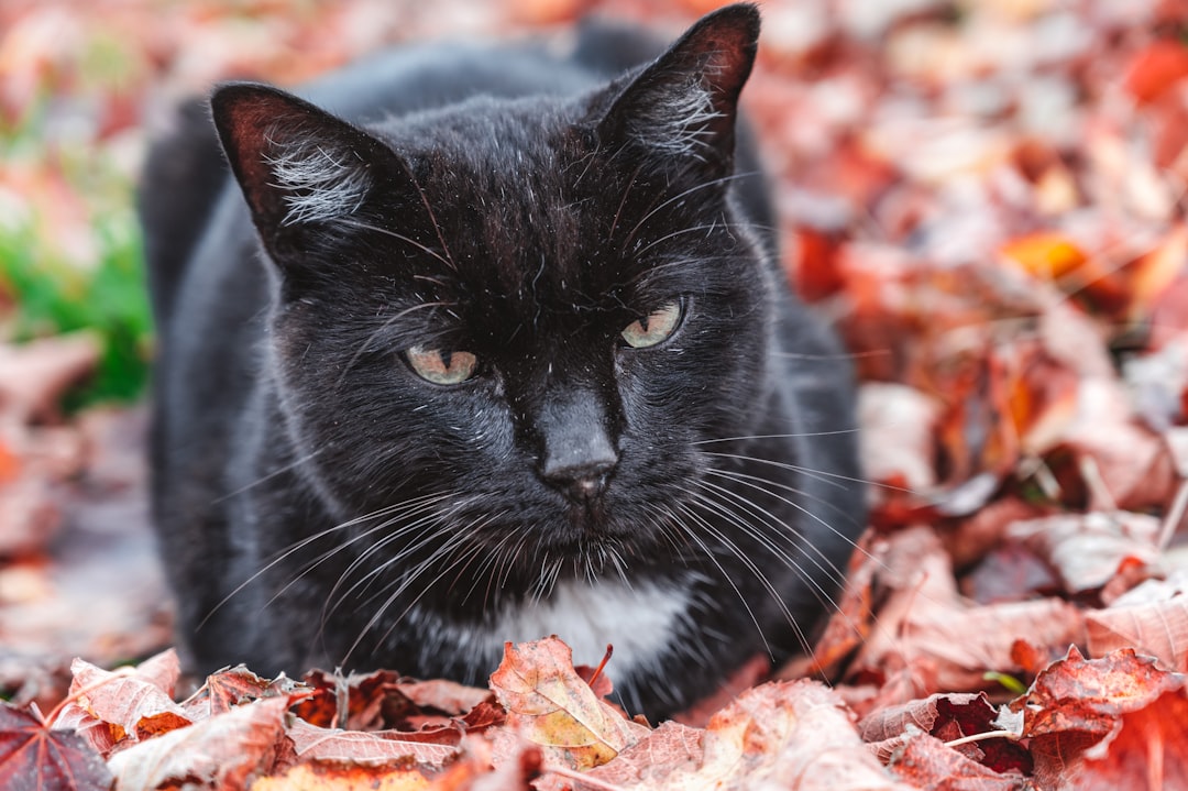 black cat on brown leaves