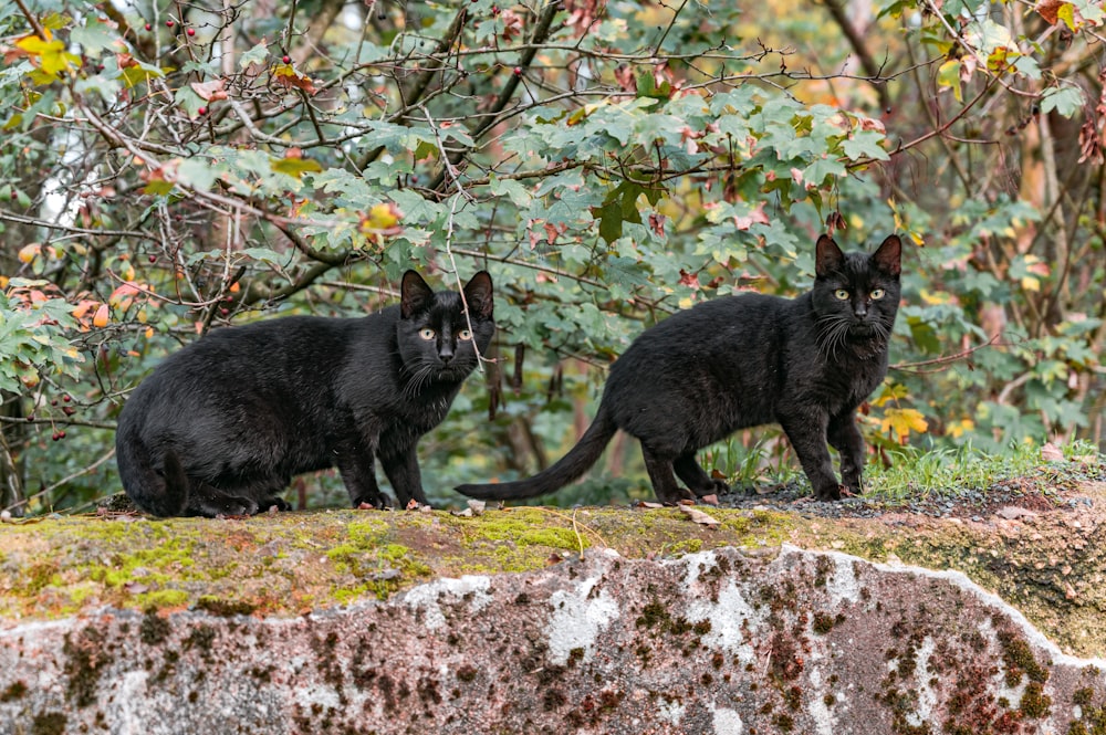 Schwarze Katze auf braunem Felsen