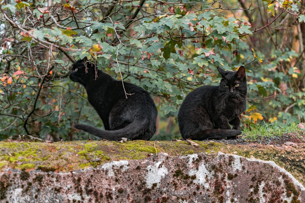 black cat on brown rock