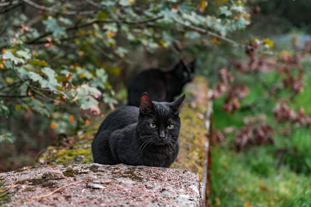 black cat on brown tree trunk