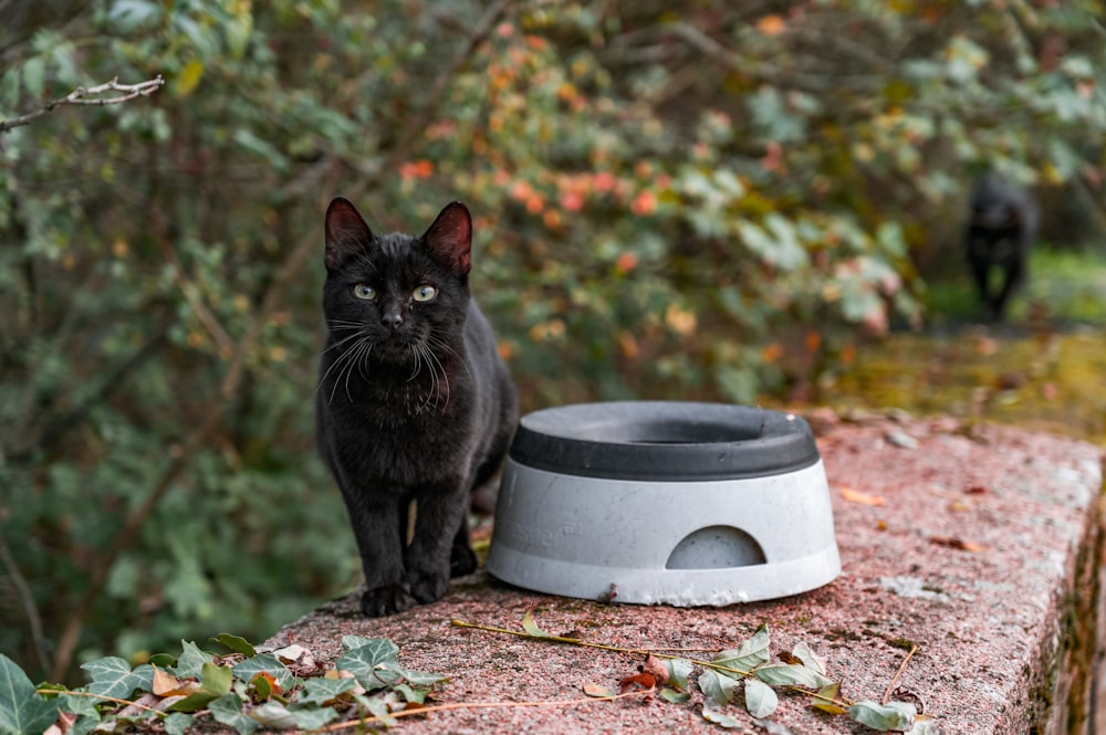 black cat sitting on brown dried leaves during daytime