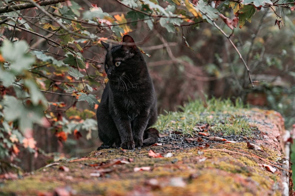 black cat on brown dried leaves