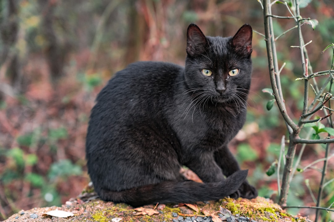 black cat on brown leaves