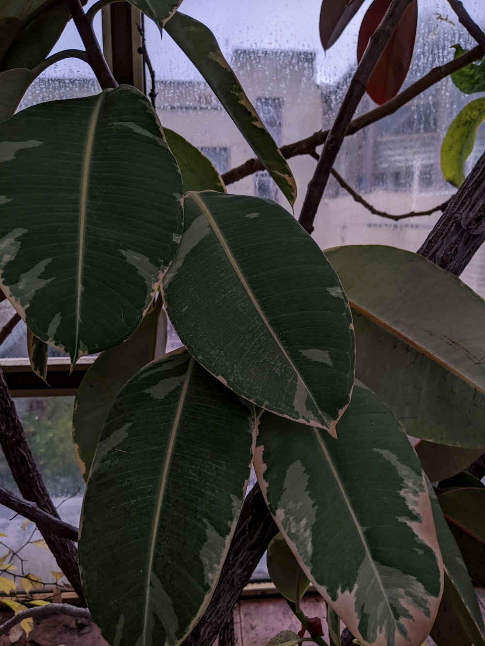 green leaves during day time