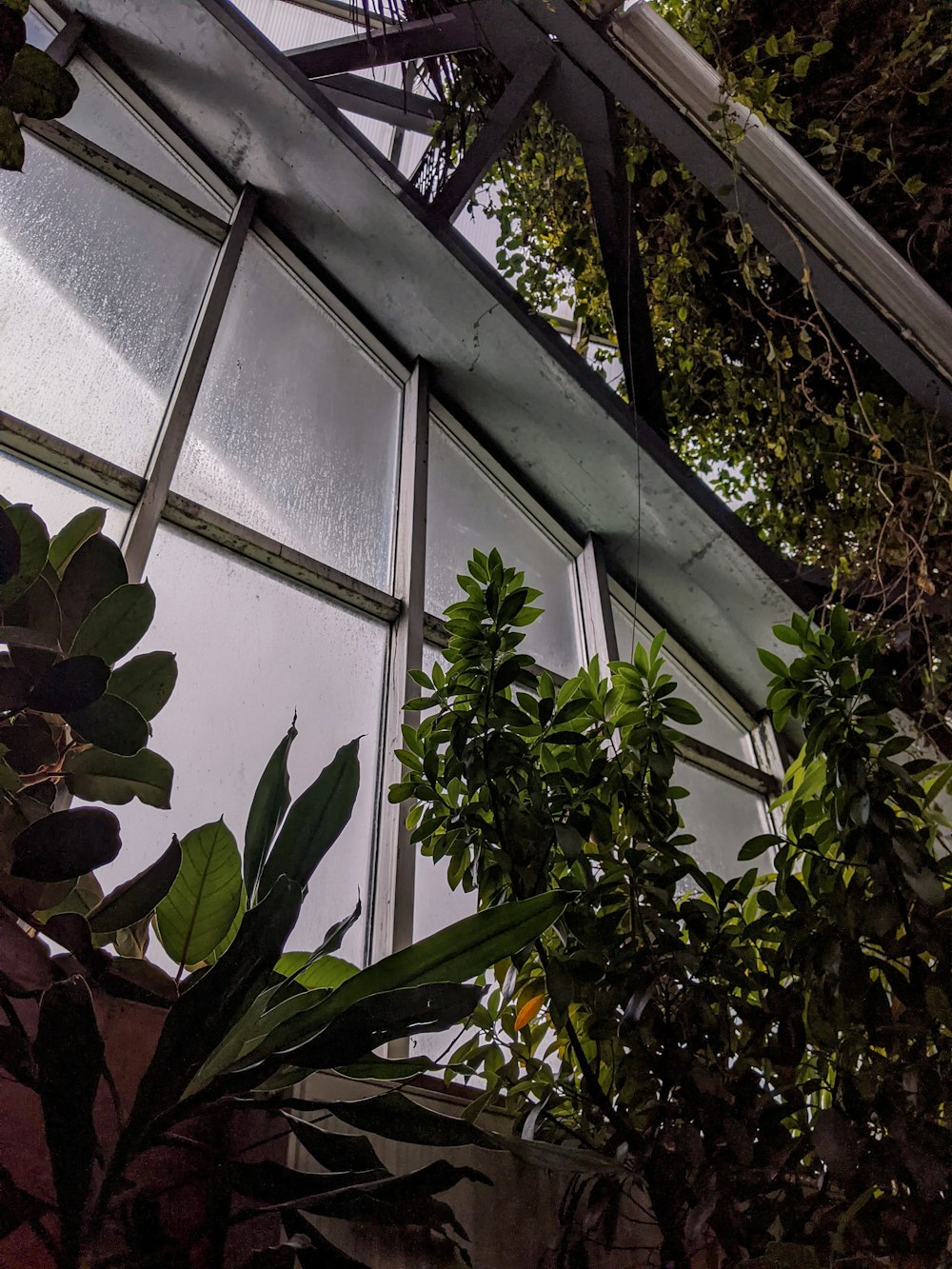 green plant inside greenhouse during daytime