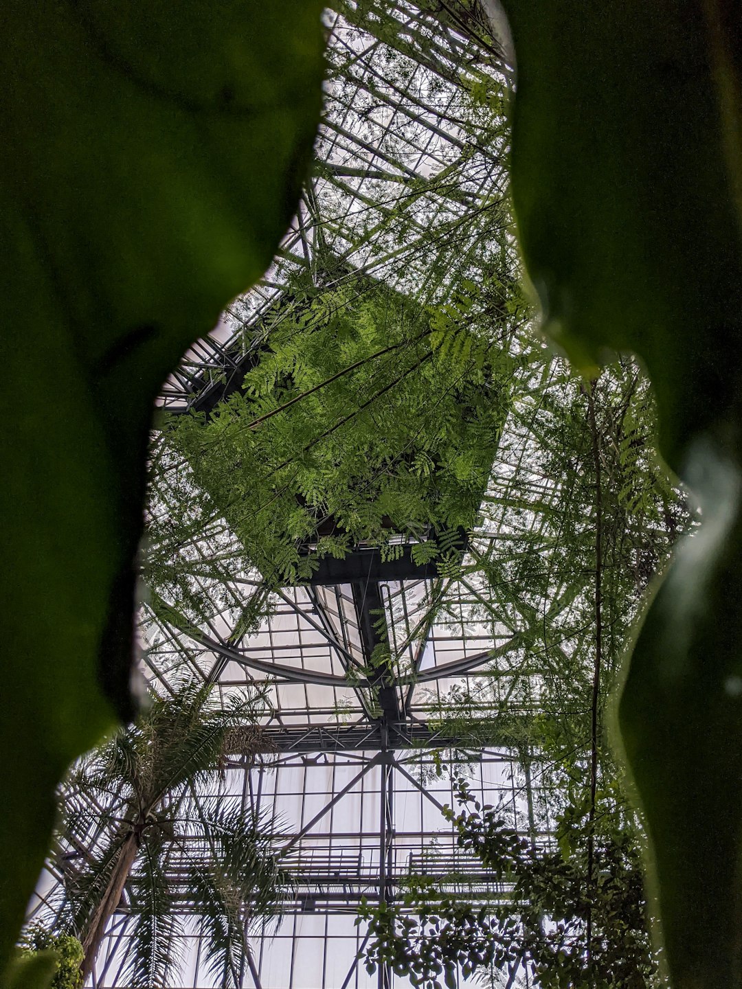 green leaf plant near black metal frame