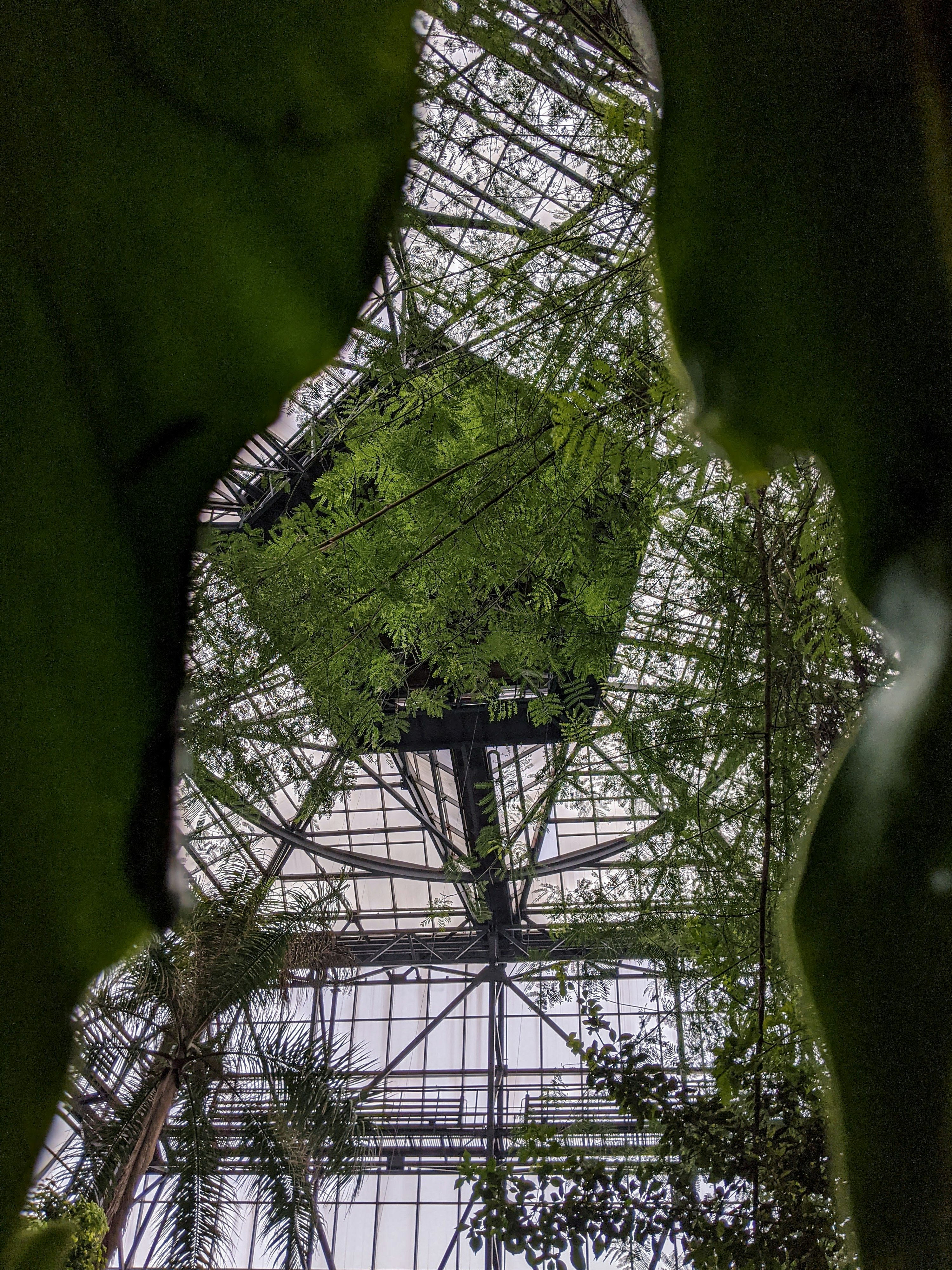 green leaf plant near black metal frame