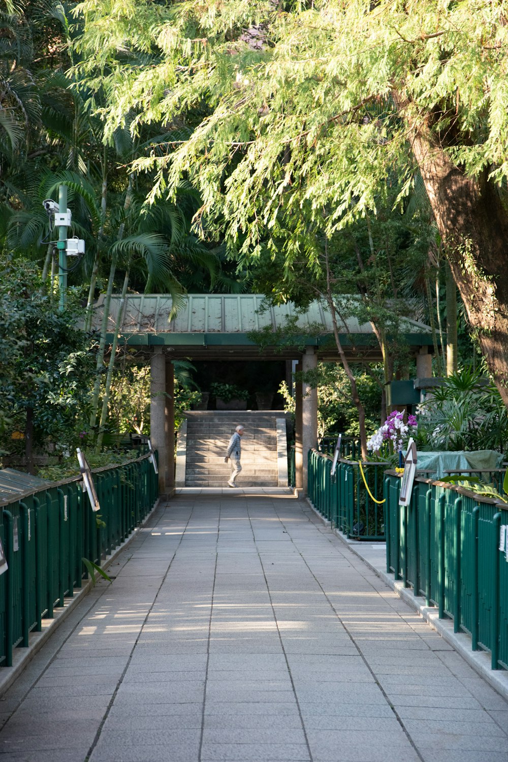 brown wooden bridge with green plants